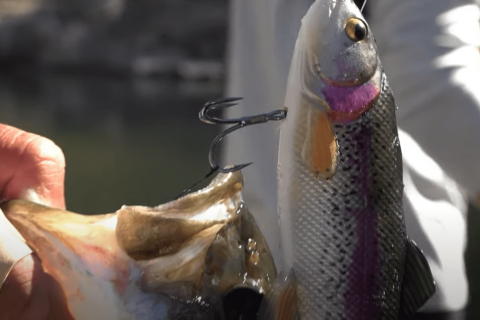 Shore Bass Fishing – Travis Moran Video